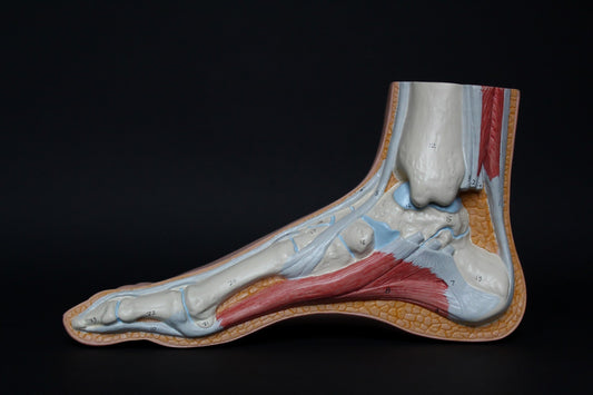 Torn Achilles Rehabilitation