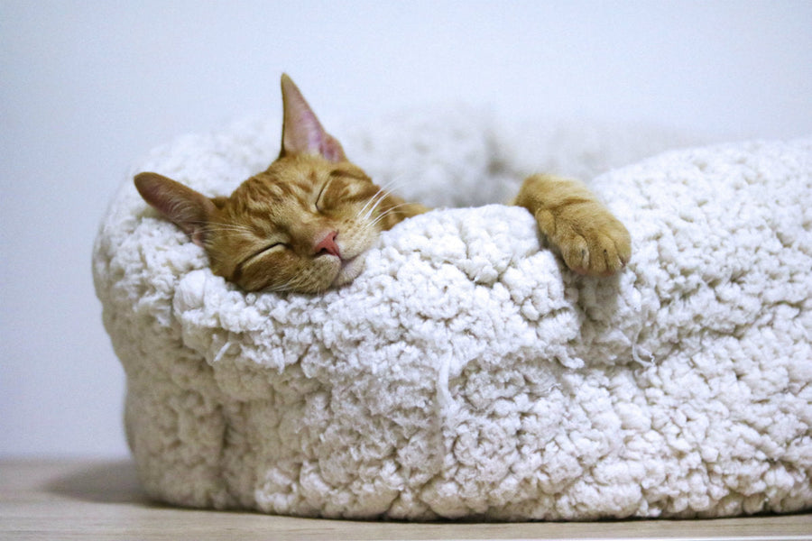 The Impact of Sleep on Athletic Performance