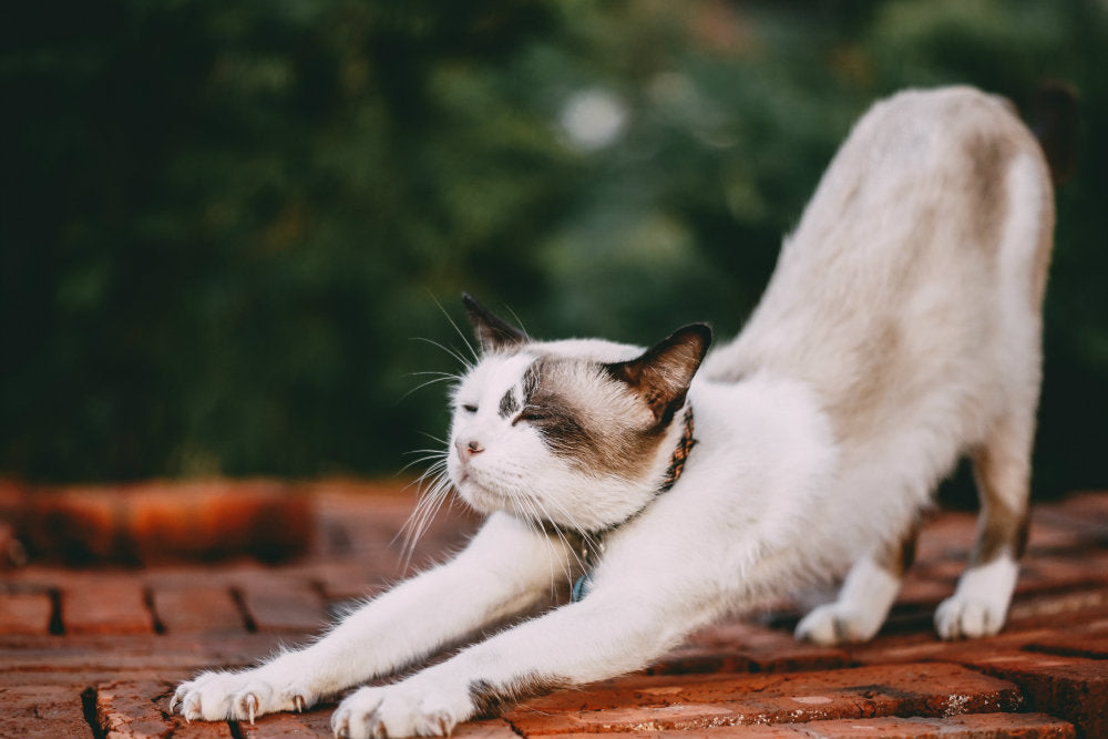 5 Stretches to Counter Office Work